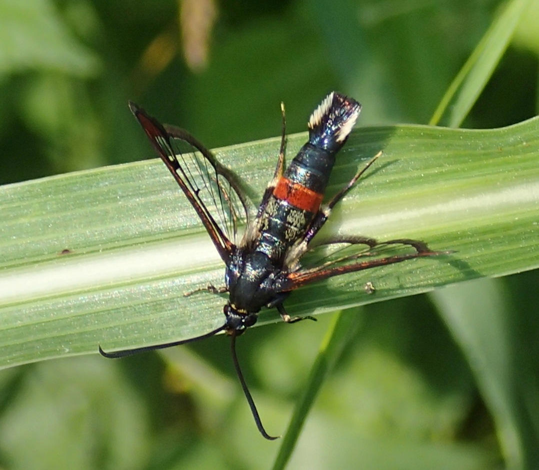 Synanthedon formicaeformis?